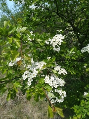 Crataegus