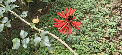 Erythrina variegata observed 2026-09-09