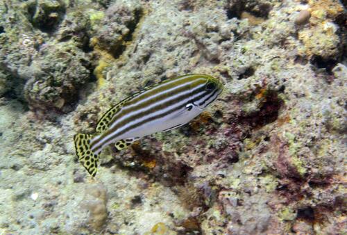 Plectorhinchus lessonii observed 2026-07-20