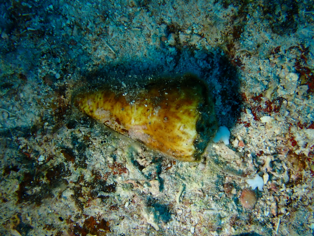 Conus distans