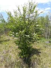 Crataegus