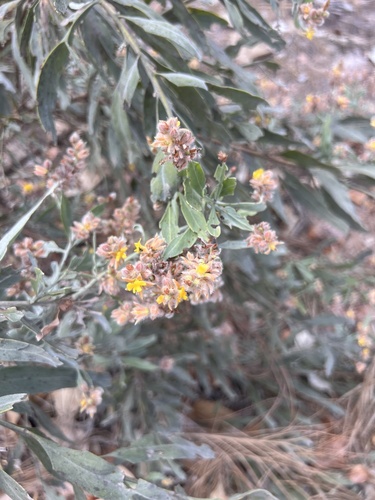 Jacksonia dilatata observed 2026-09-09