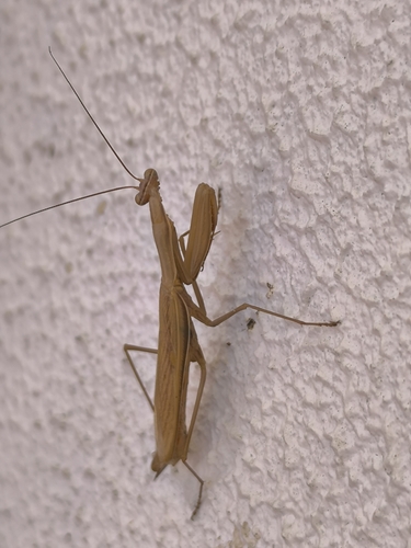 European Mantis