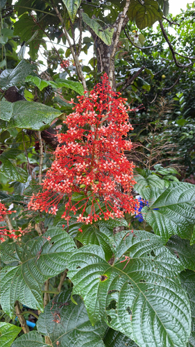 Pagoda Flower