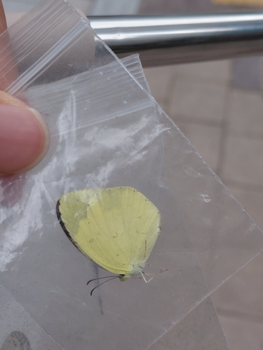 Japanese common grass yellow
