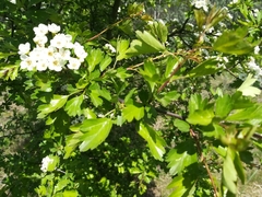 Crataegus
