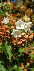 Dombeya tiliacea