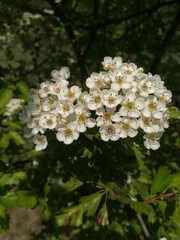 Crataegus