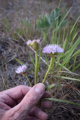 Allium lemmonii