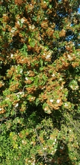Dombeya tiliacea
