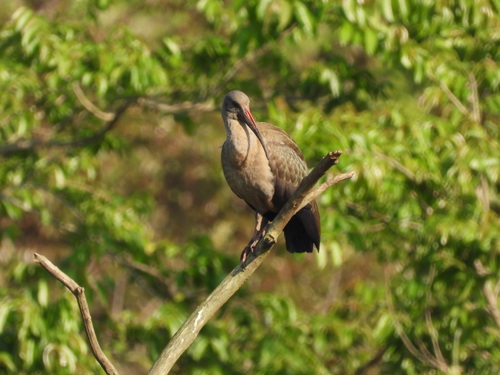 iNaturalist image