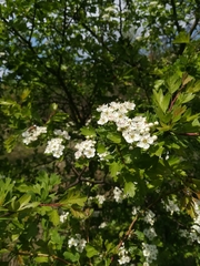 Crataegus
