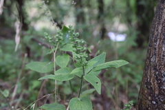 Scutellaria ovata