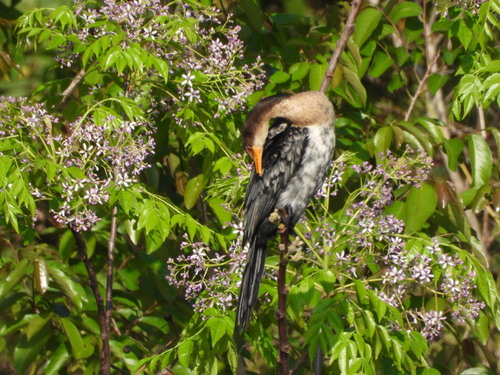iNaturalist image