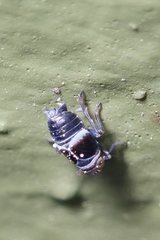 Criomorphus