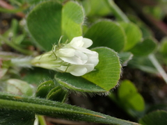 (c) Jared Shorma, some rights reserved (CC BY) Trifolium subterraneum, photograph (c) Jared Shorma, some rights reserved (CC BY)