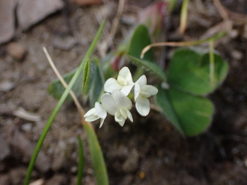 Trifolium subterraneum, photograph 6