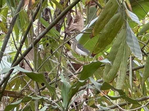 Javan Pond-Heron