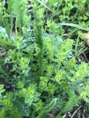 Cruciata glabra