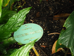 Coccoloba pubescens