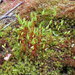 Nodding Thread-Moss - Photo (c) Eduard Garin, some rights reserved (CC BY-NC), uploaded by Eduard Garin