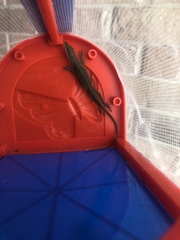 Anolis carolinensis