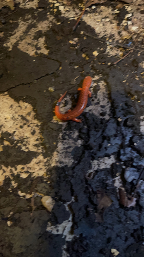 Red Salamander