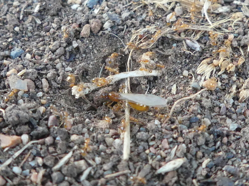 Common American Thief Ant