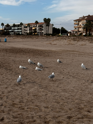 Audouin's Gull