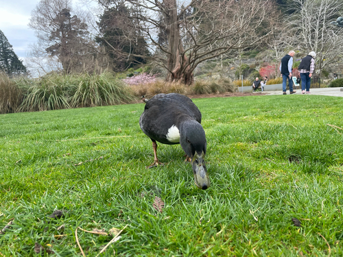 iNaturalist image