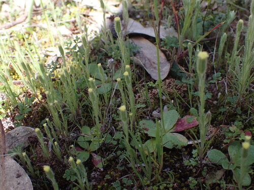 Soft Millotia