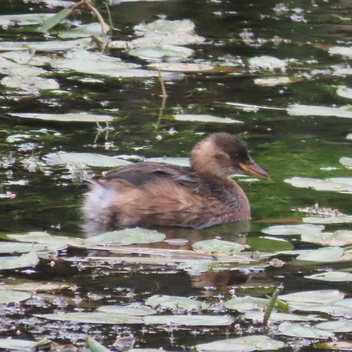 iNaturalist image
