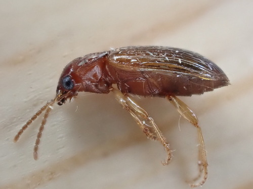 Bradycellus verbasci