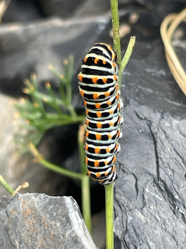 Old World Swallowtail