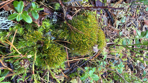Tetraplodon angustatus observed 2026-09-09