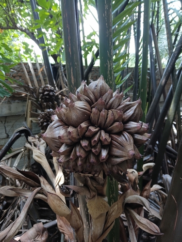 Nypa fruticans, photograph 1