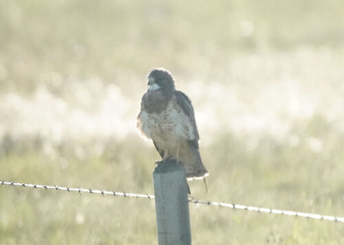 Swainson's Hawk