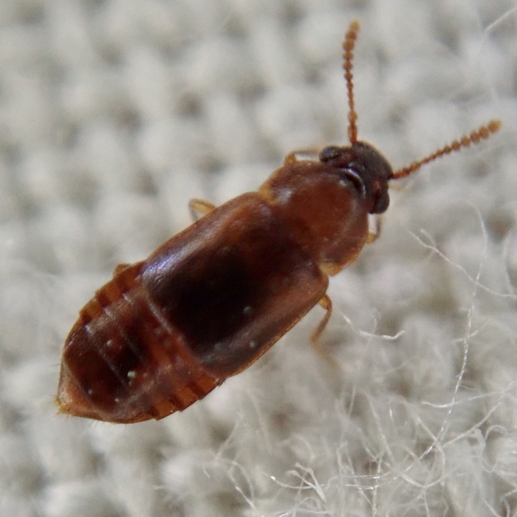Staph beetle
