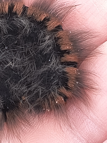 Fox Moth