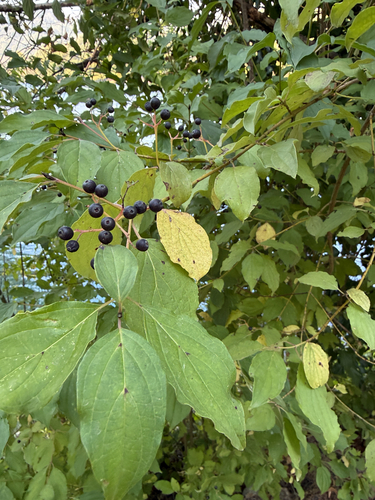 common dogwood