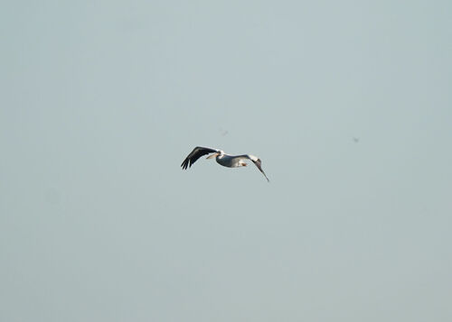 American White Pelican