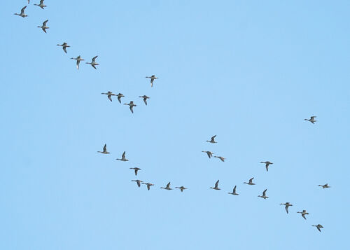 Northern Pintail