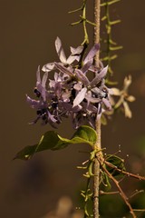Petrea