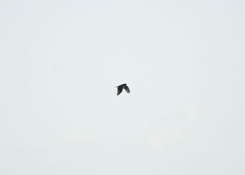 Northern Harrier