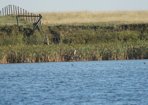 Great Blue Heron