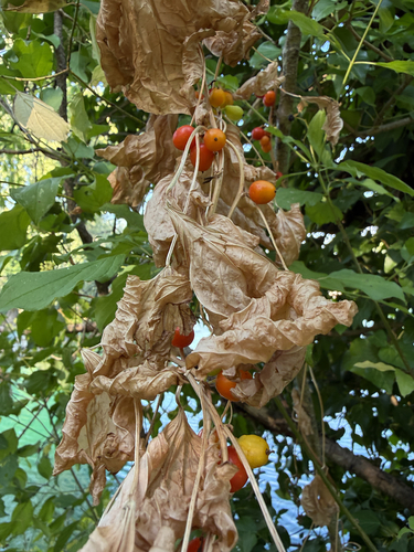 Black Bryony