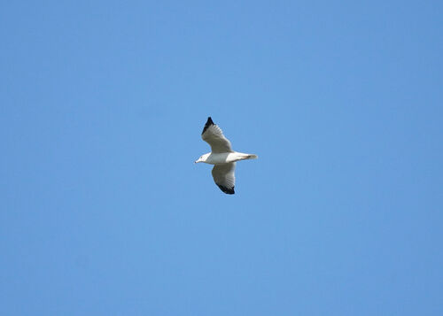 Ring-billed Gull