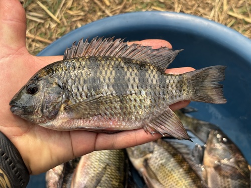 Redbreast Tilapia