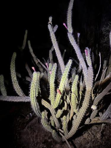 Stenocereus gummosus, photograph 5