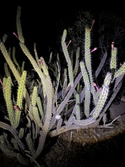 Stenocereus gummosus, photograph (c) Sula Vanderplank, some rights reserved (CC BY)